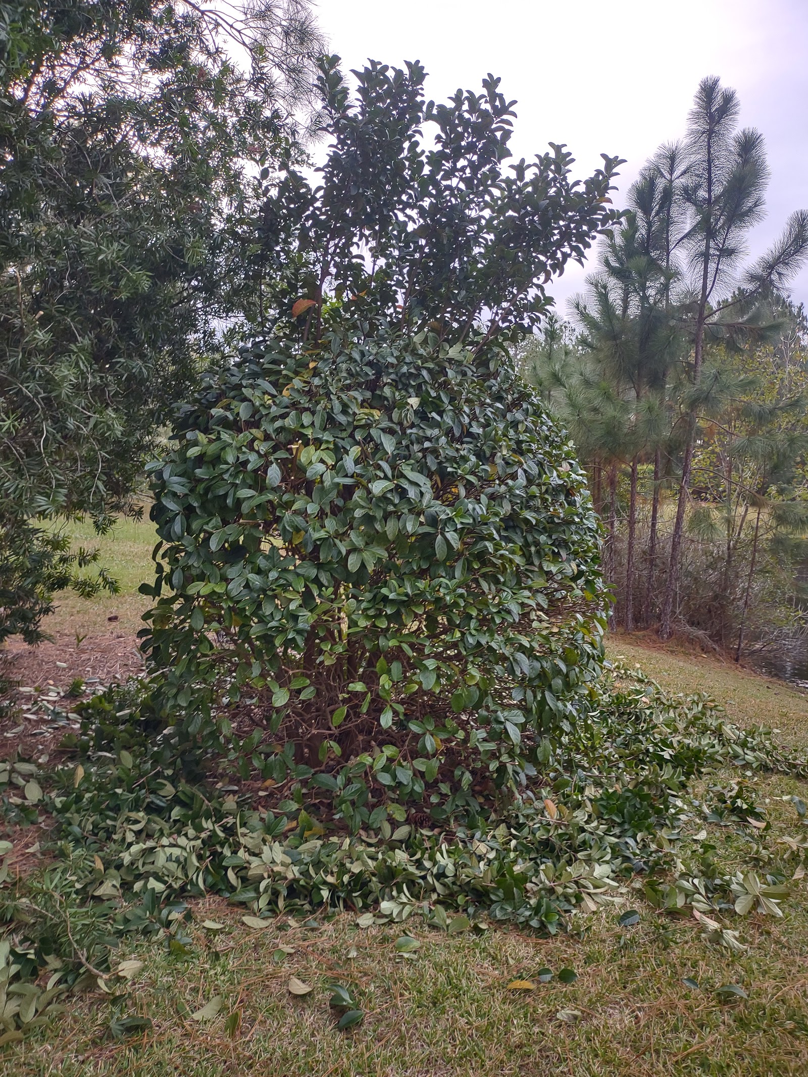 Lawn care work sample 4 by Wink's Lawn Management